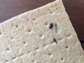 Ruber materia in cracker